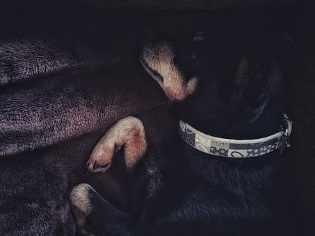 Hund, Welpen, Schlafen, Jahrgang, Süße