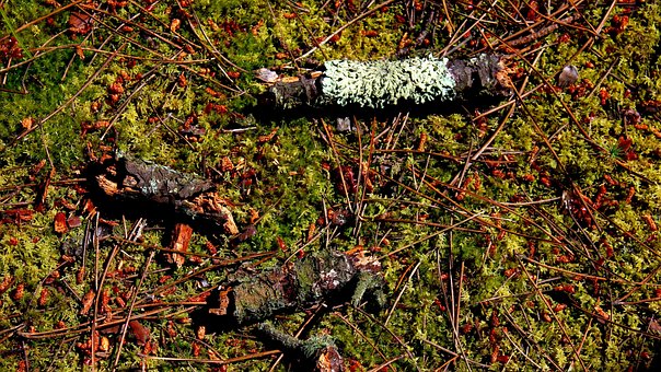 Free Forest Pinetree photo and picture