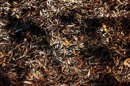 Free Trees Forest photo and picture