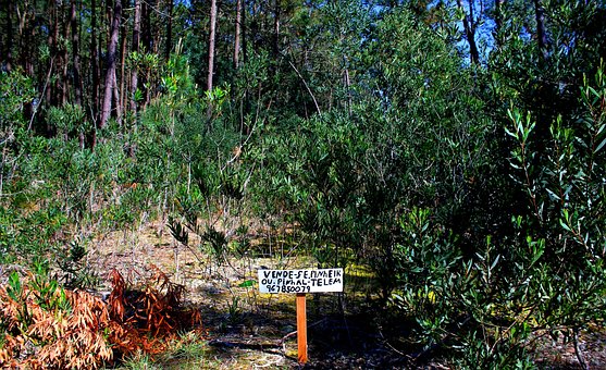 Free Sign Forest photo and picture