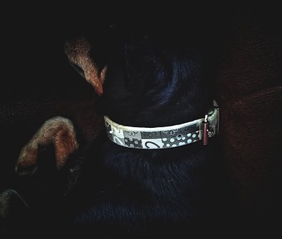 Hund, Hündchen, Kragen, Maulkorb, Pfote