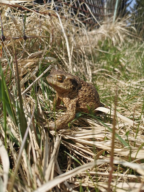 Free Frog Toad photo and picture