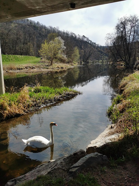 Free River Swan photo and picture