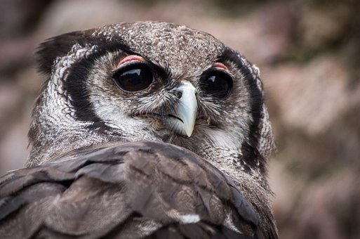 Free Eagle Owl Owl photo and picture