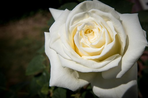 Free Rose White photo and picture