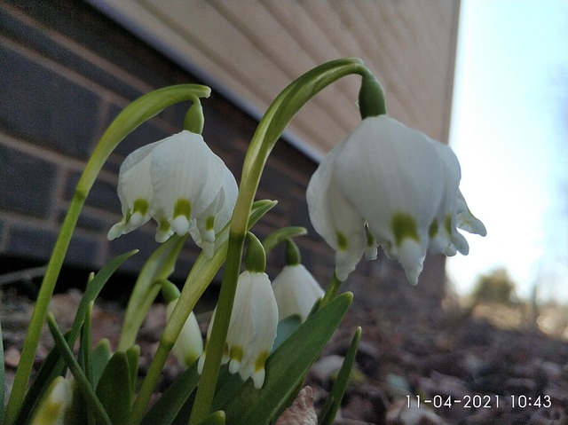 Free Snowdrops Spring photo and picture