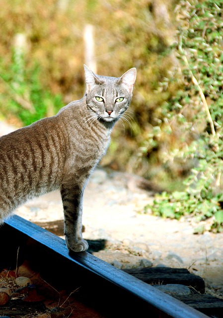 Kat, Katachtig, Mascotte, Nieuwsgierig