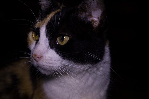 Free Cat Animals photo and picture