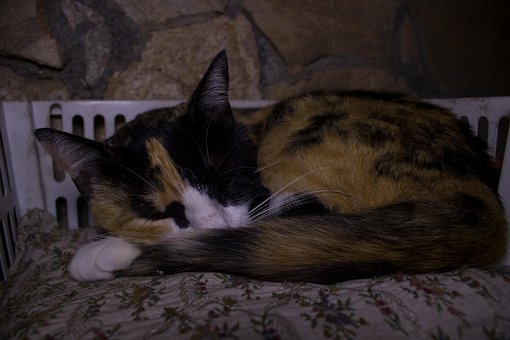 Free Cat Kitty photo and picture