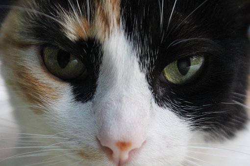 Free Cat Eyes photo and picture
