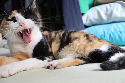 Free Cat Yawn photo and picture