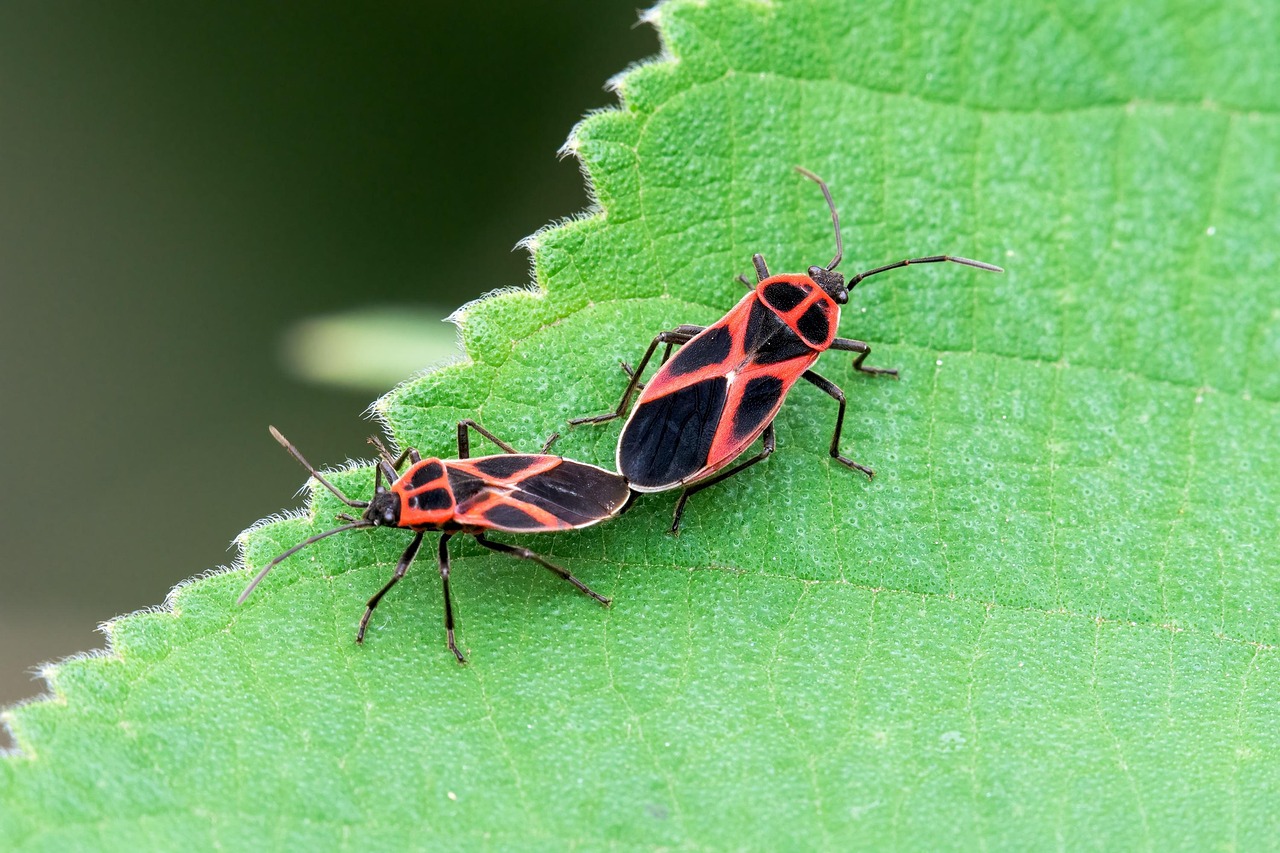 Bug Inseto Vermelho Bugs Insetos Folha - Foto gratuita no Pixabay - Pixabay
