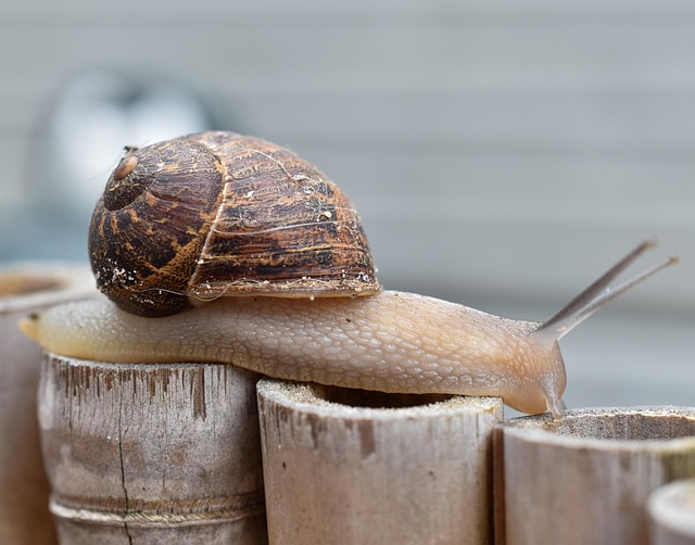 Free Snail Shell photo and picture