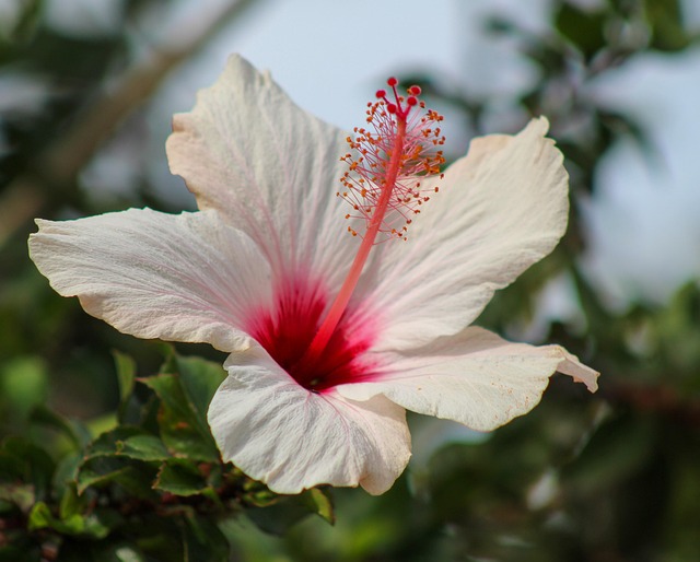 Free Hibiscus Flower photo and picture