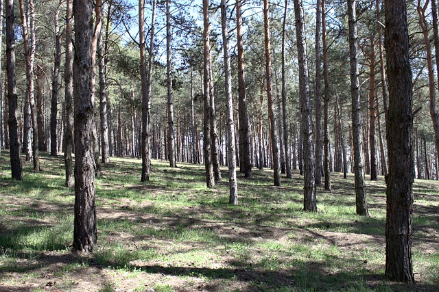 Free Trees Forest photo and picture