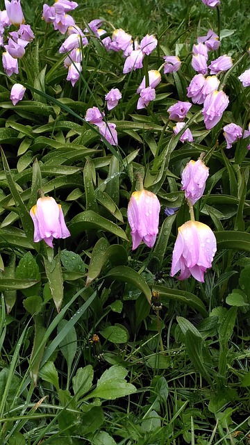 Free Tulips Flowers photo and picture