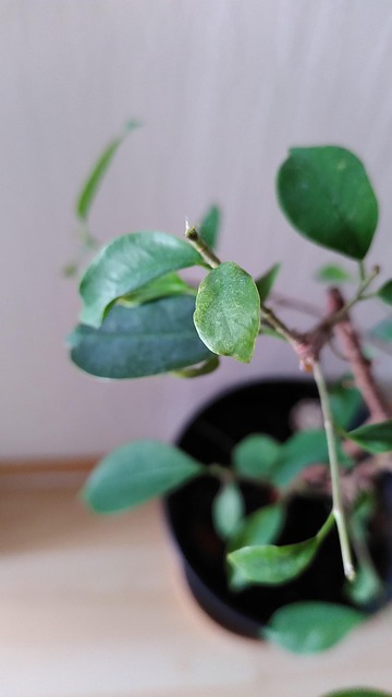 Free Plant Houseplant photo and picture