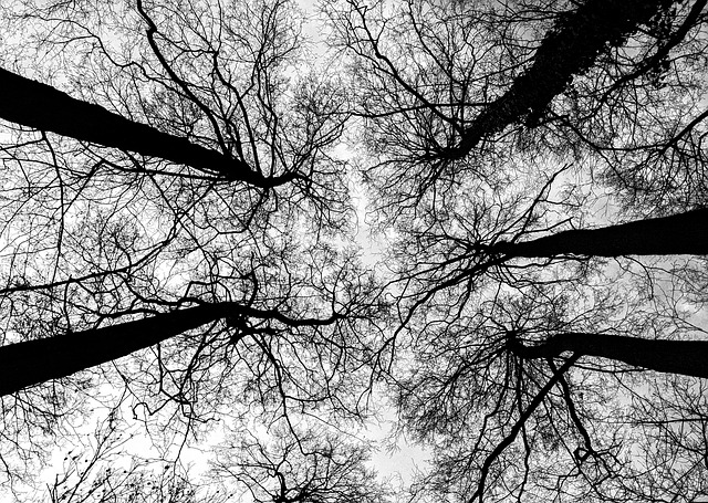 Bäume, Himmel, Einfarbig, Silhouette