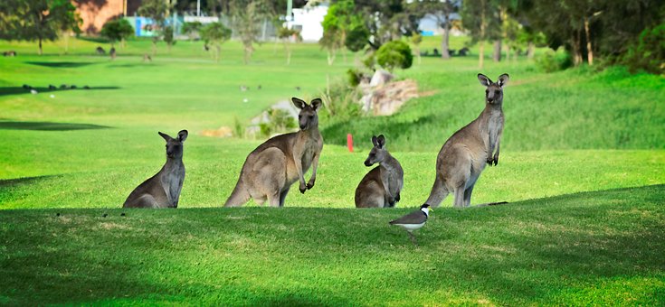 Kænguru, Golfpark, Nsw, Australien