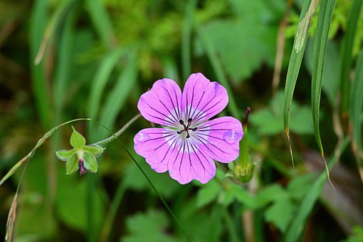 Blomst, Bjerg, Uttarakhand, Indien