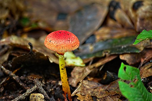 Mashroom, Redmashroom, Bjerg, Bjerge