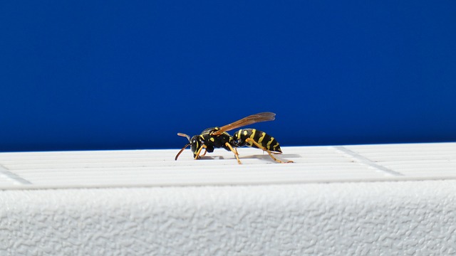 Free Bee Insect photo and picture