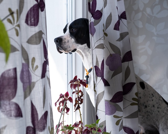 Free Dog The English Pointer photo and picture