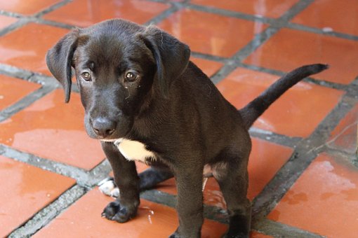 Free Puppy Canine photo and picture