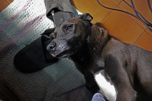 Free Dog Black photo and picture