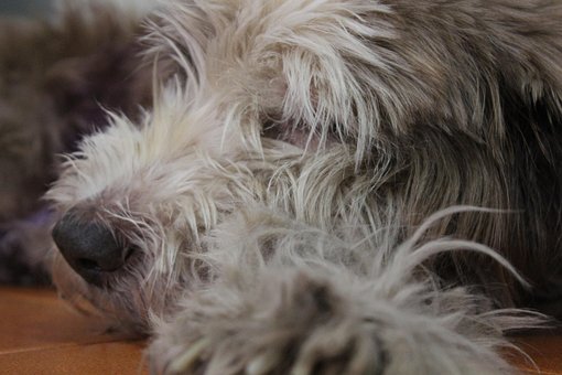Free Dog Sleeping photo and picture