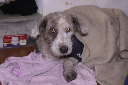 Free Dog Mascot photo and picture