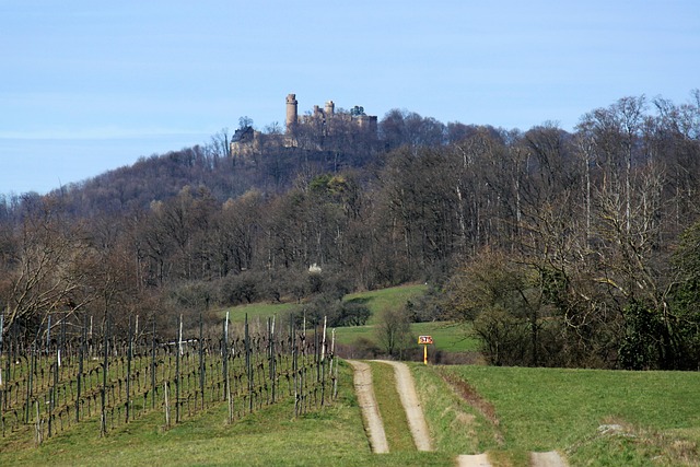 Schloss Auerbach, Bergstraße, Wein, Burg