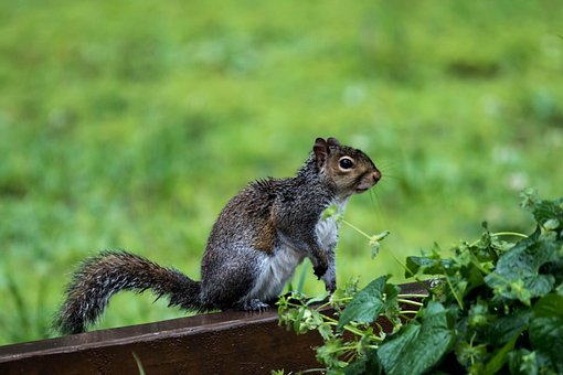 Free Squirrel Rodent photo and picture