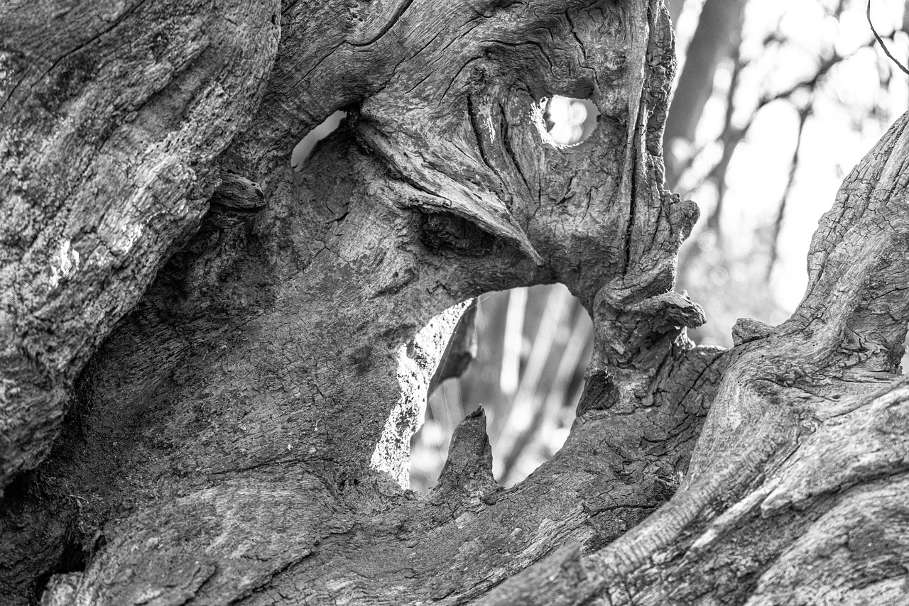 Dead Spring Tree Tree Dead Spring - Free photo on Pixabay - Pixabay