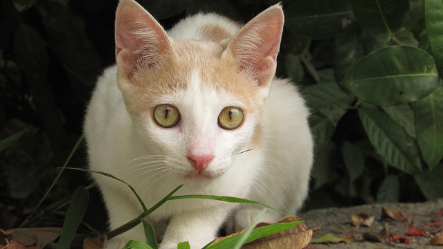 Animaux Domestiques Les - Photo gratuite sur Pixabay - Pixabay