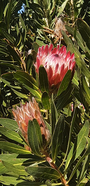 Free Botanical Gardens Protea photo and picture