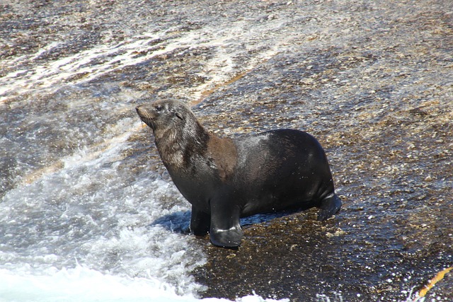 Free Seal Duiker Island photo and picture
