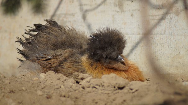 Seidenhuhn, Kip, Pasen, Boerenerf, Veren