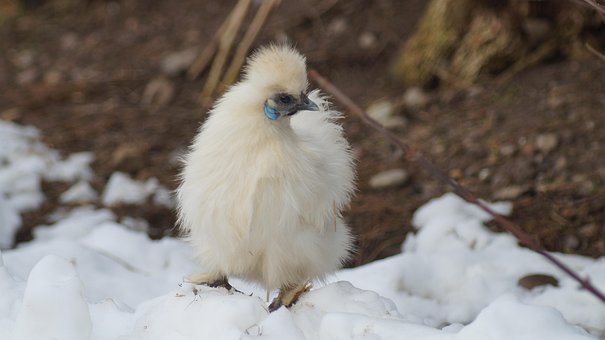Seidenhuhn, Kip, Pasen, Boerenerf, Veren