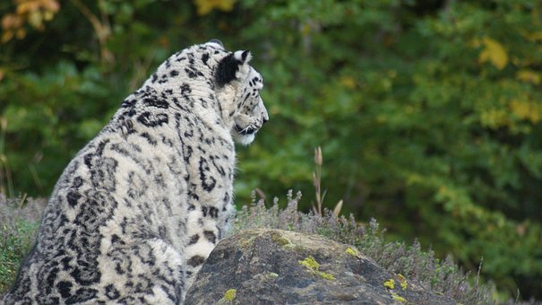 Snow Leopard, Dierentuin, Wild Dier
