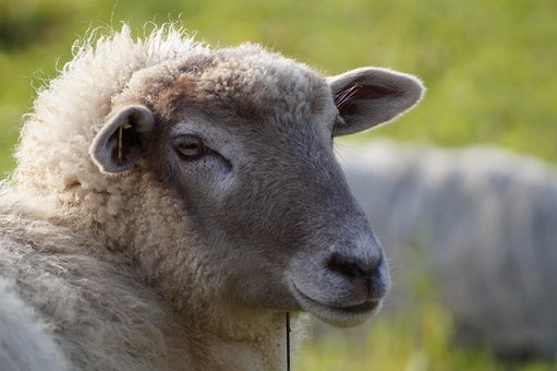 Schaap, Voetbal, Boerderijdier, Dier