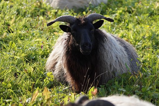 Schaap, Voetbal, Boerderijdier, Dier