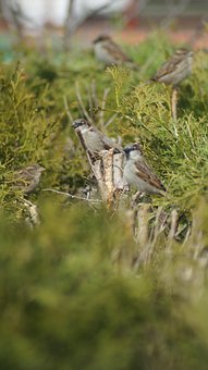 Mussen, Vogel, Mus, Dier, Natuur
