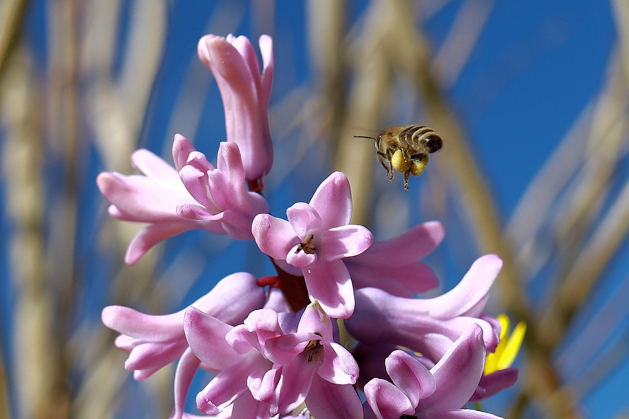 Bees Insect Spring Bee Insect Honey - Free photo on Pixabay - Pixabay