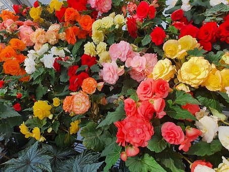 Free Begonia Flowers photo and picture