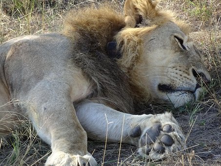 Free Lion Africa photo and picture