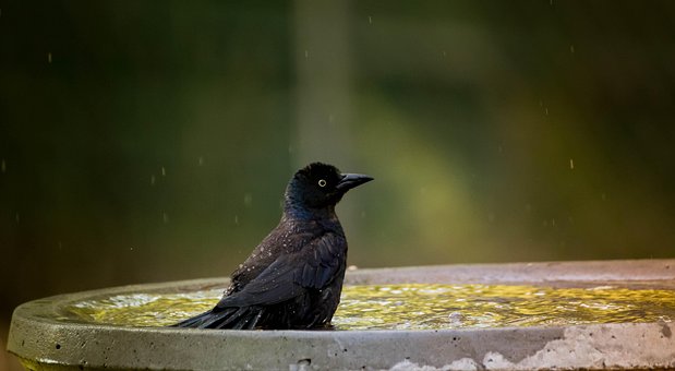 Free Grackle Birdbath photo and picture