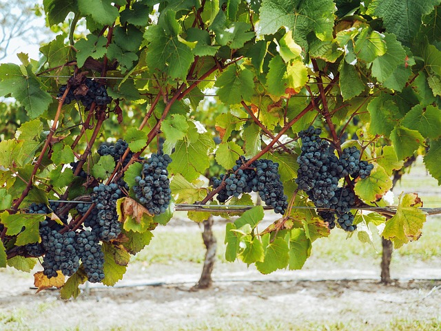Vinho, Copos De Vinho, Vino, Feliz