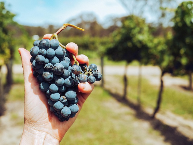 Vinho, Copos De Vinho, Vino, Feliz