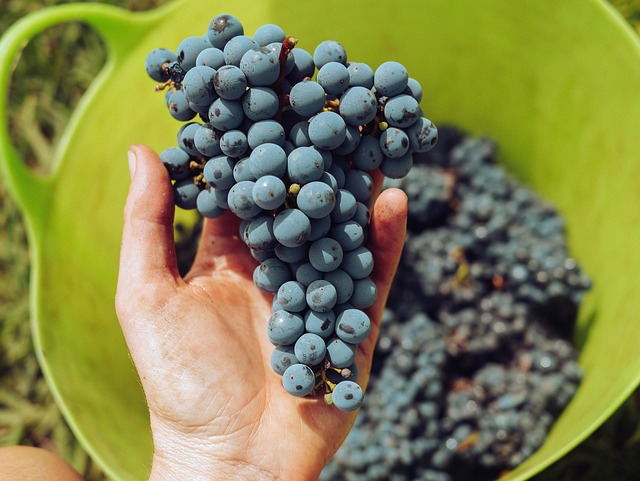 Vinho, Copos De Vinho, Vino, Feliz